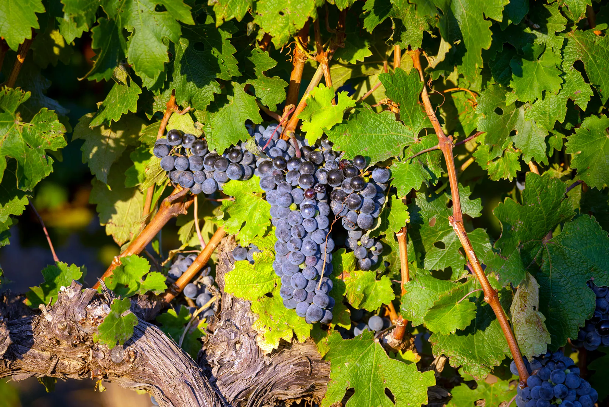 The Vineyards