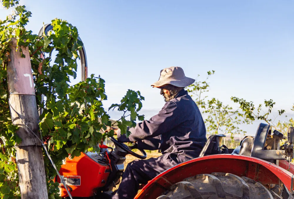 Warwick Estate Harvest