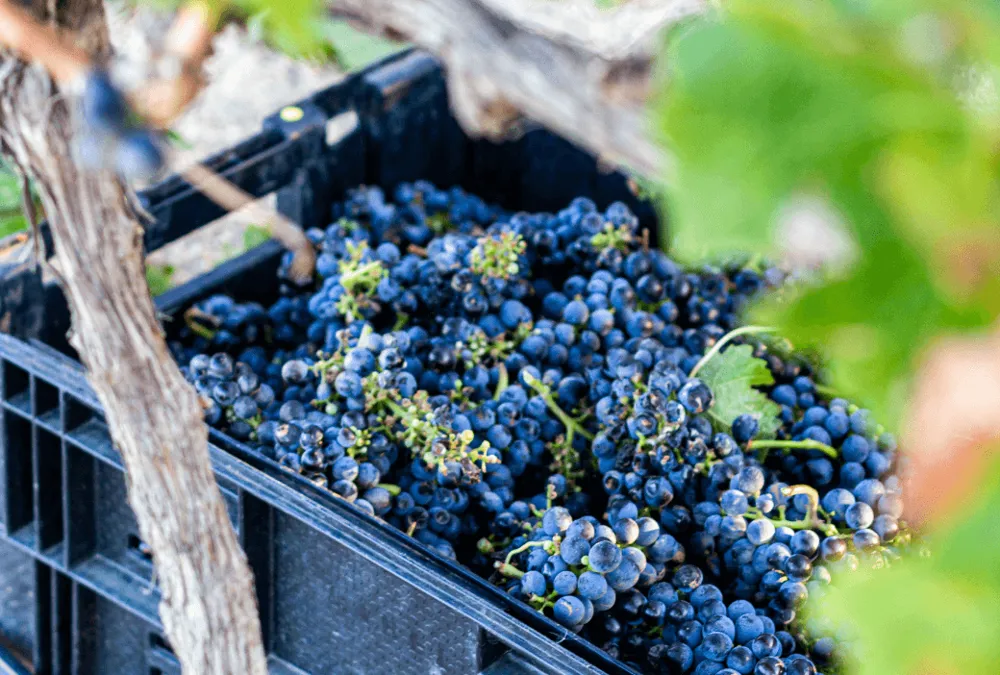 Warwick Estate Harvesting